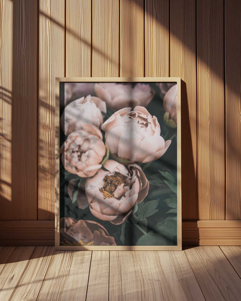 Coral Peonies Poster