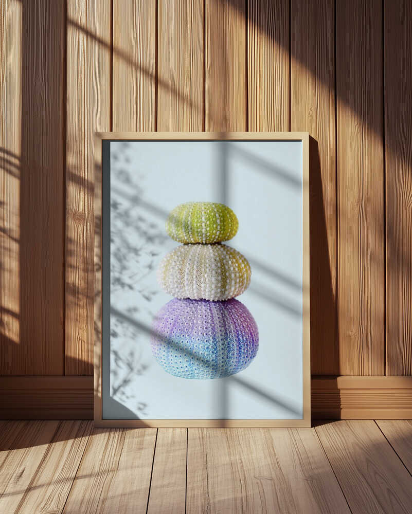 Sea Urchins Poster