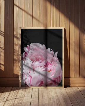 Pink peony VIII Poster