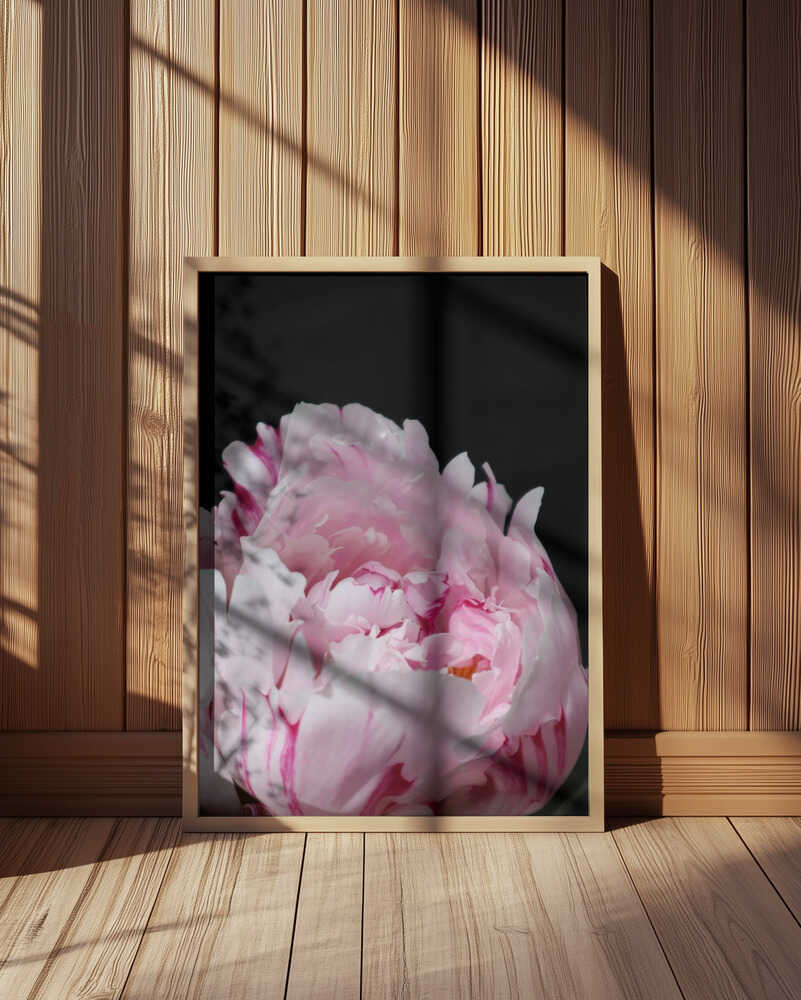 Pink peony VIII Poster