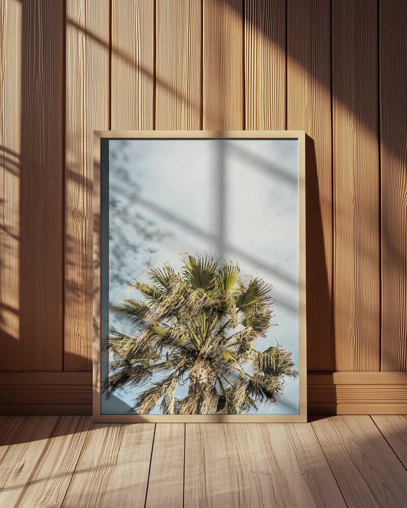Sunlit Fronds Poster