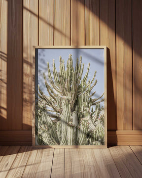 Cactus Symphony Poster