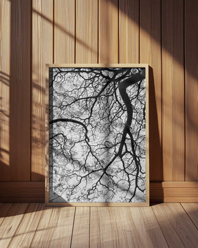 Branches' Dance Poster