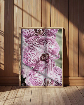 Tiger Blooms Poster