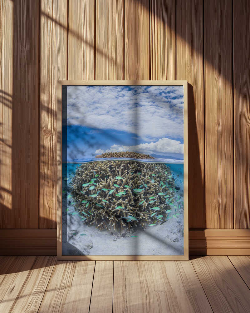 Coral Ball from Mayotte Poster