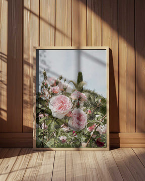 Garden Roses Poster