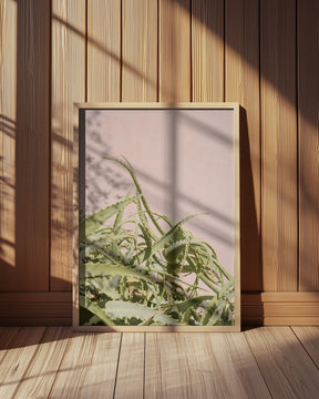 Cacti on Pink Poster