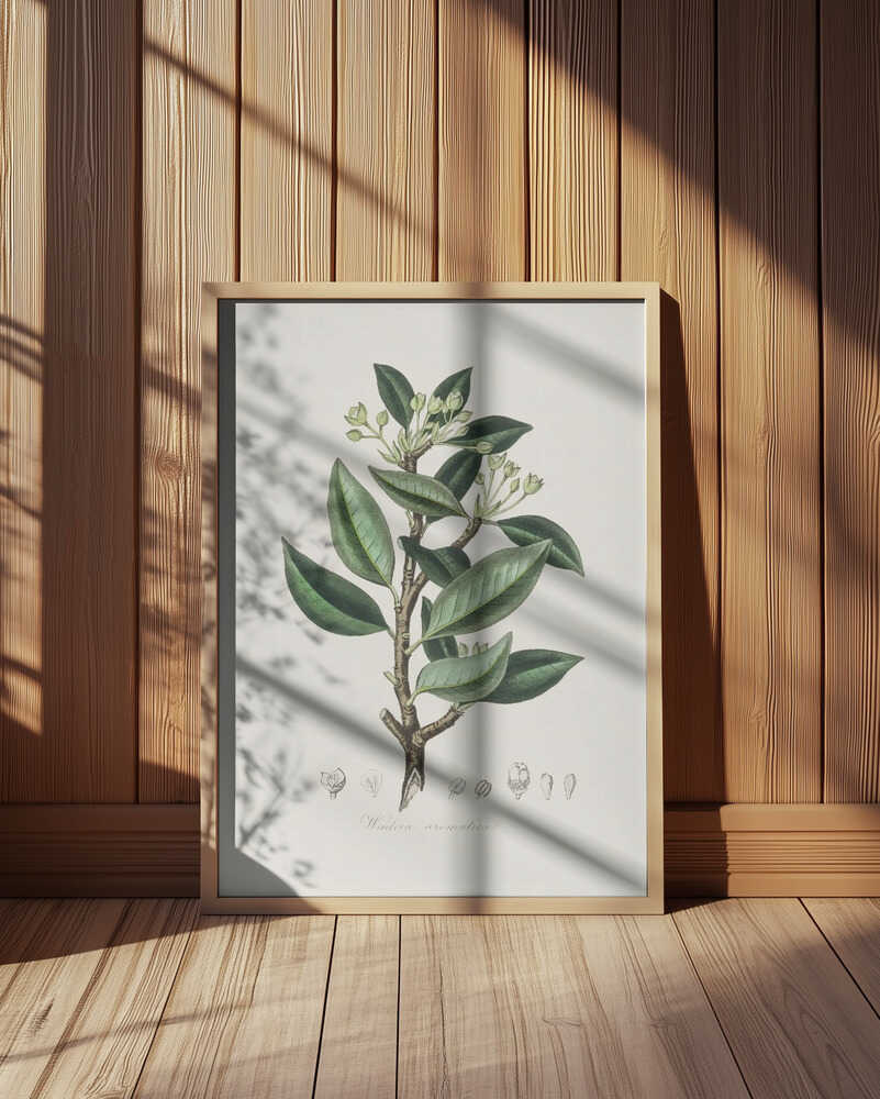 Wintera Aromatica Medical Botany Poster