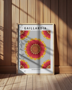 Gaillardia - National flower of Belgium Poster