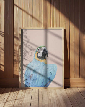 Blue Macaw Poster