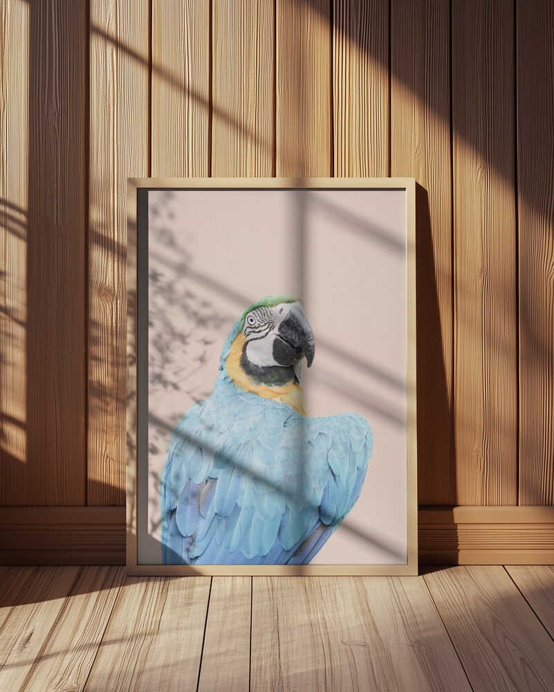 Blue Macaw Poster
