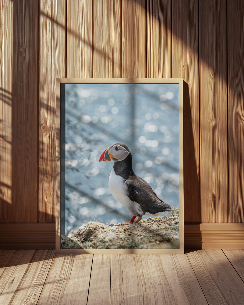 Scottish Puffin Poster