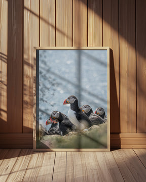 Scottish Puffins Poster