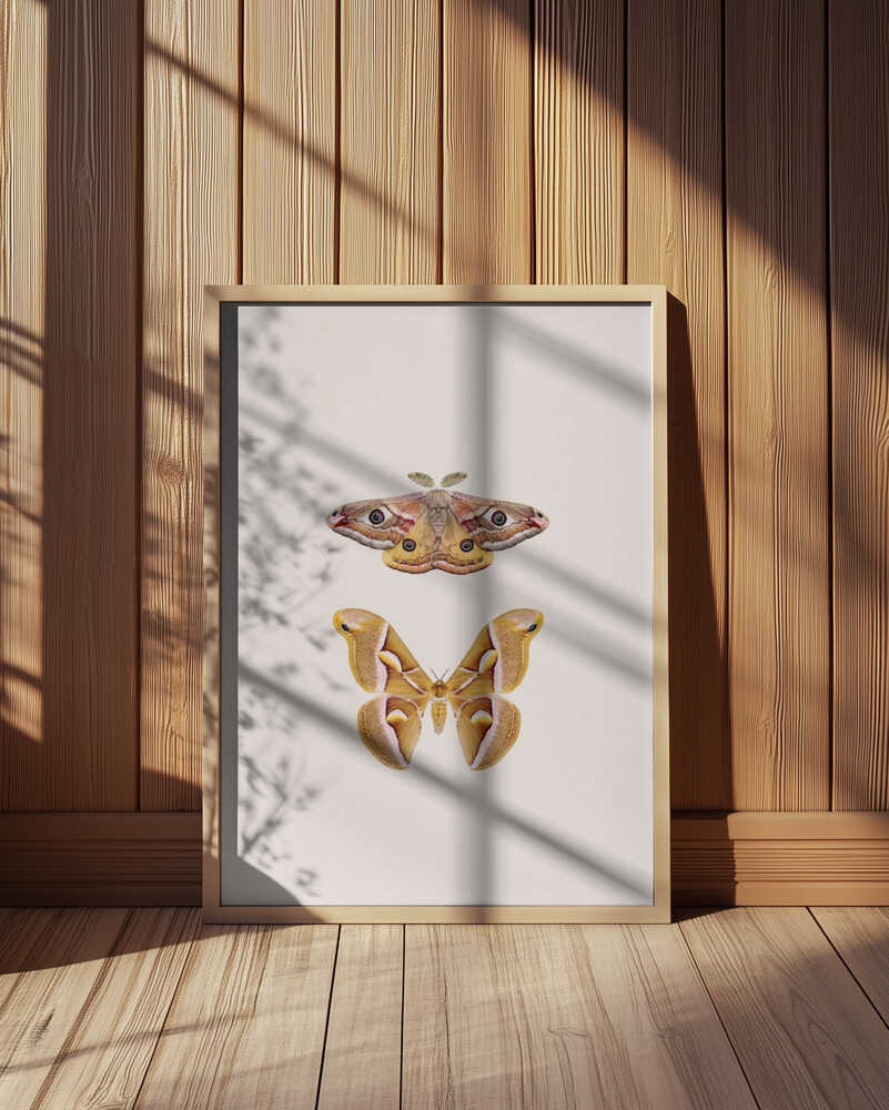 Moths Poster