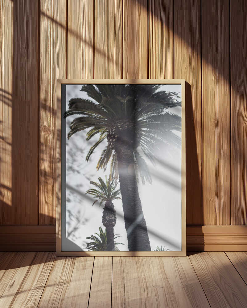 Palm Trees Poster