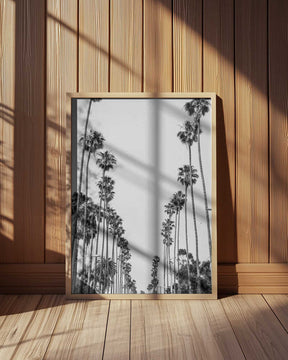 Palm Alley Poster