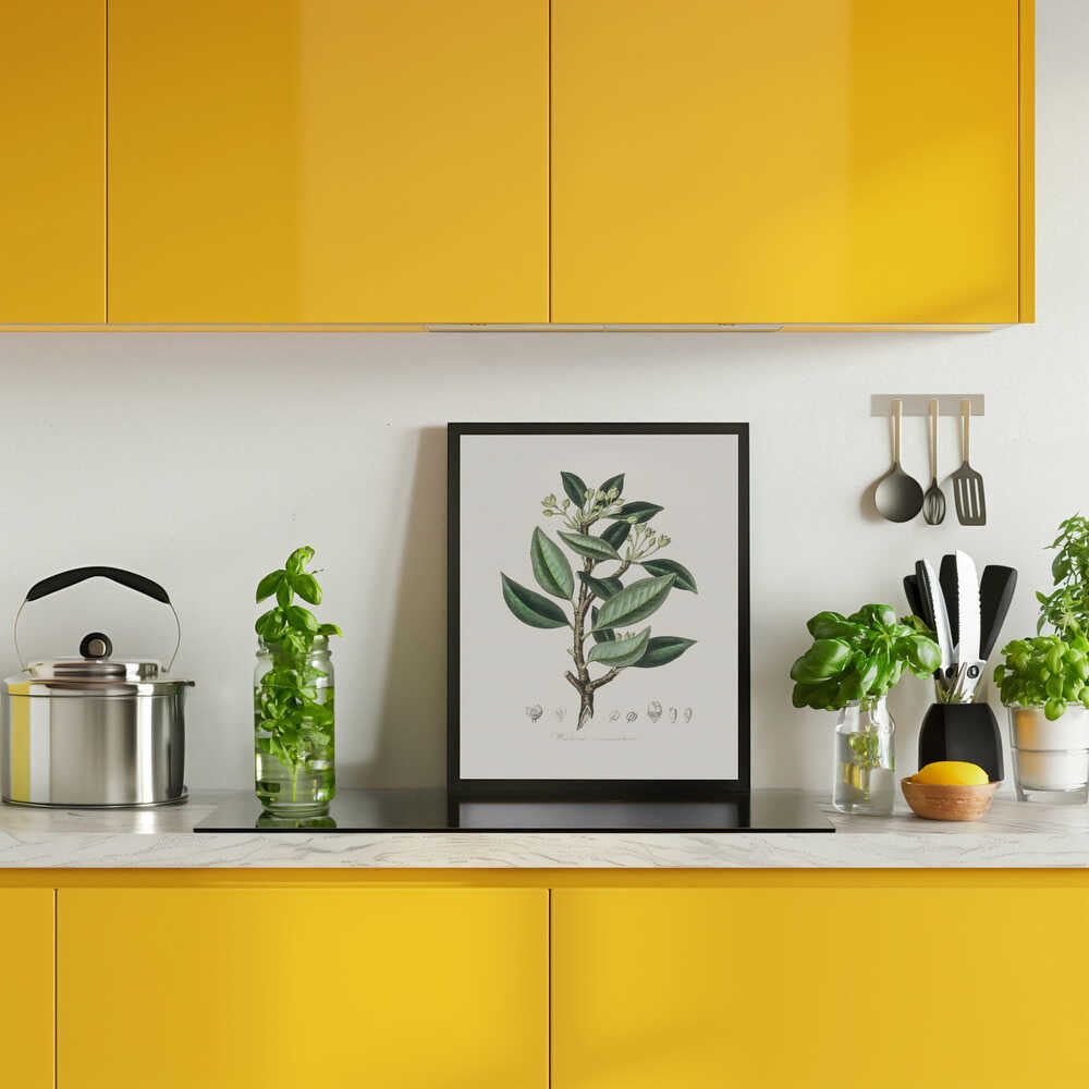 Wintera Aromatica Medical Botany Poster