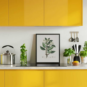 Wintera Aromatica Medical Botany Poster