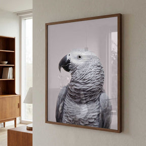 African Grey Poster