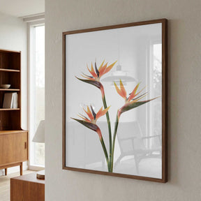 Birds of Paradise Poster
