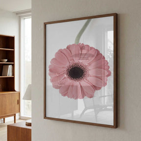 Pink Gerbera II Poster