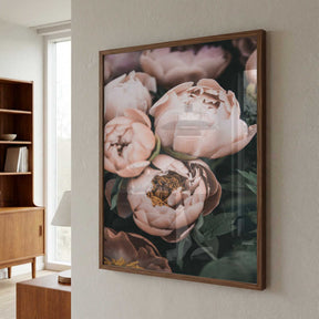 Coral Peonies Poster