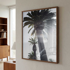 Palm Trees Poster