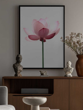 Lotus Flower Poster