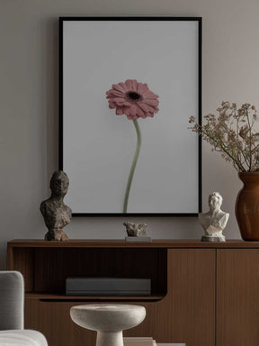 Pink Gerbera Poster