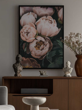 Coral Peonies Poster