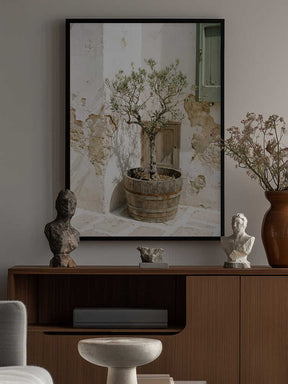 Small Olive Tree In a Wooden Barrel Poster