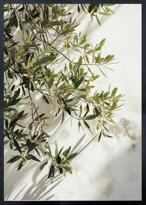 Tuscany Olive Tree Poster - Corkframes.com