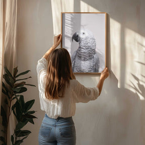 African Grey Poster