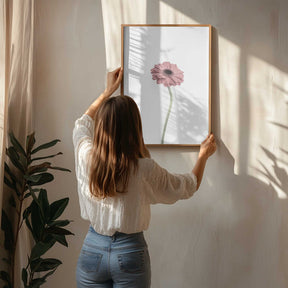 Pink Gerbera Poster